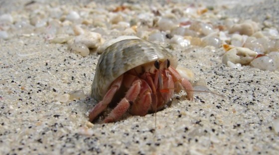 Ko Lipe crab Ko Lipe crab