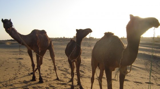 Camel safari morning