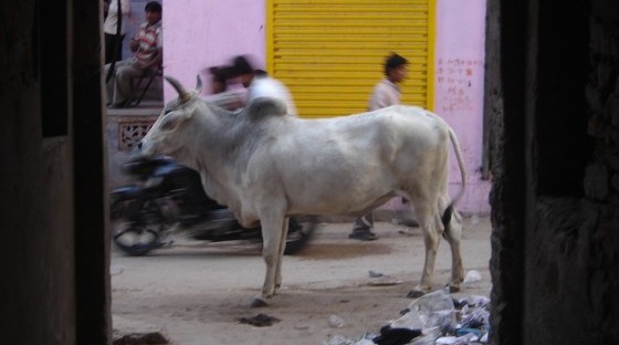 Pushkar cow